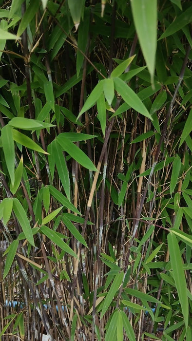 Fargesia nitida 'Black Pearl'
