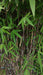 Fargesia nitida 'Black Pearl'