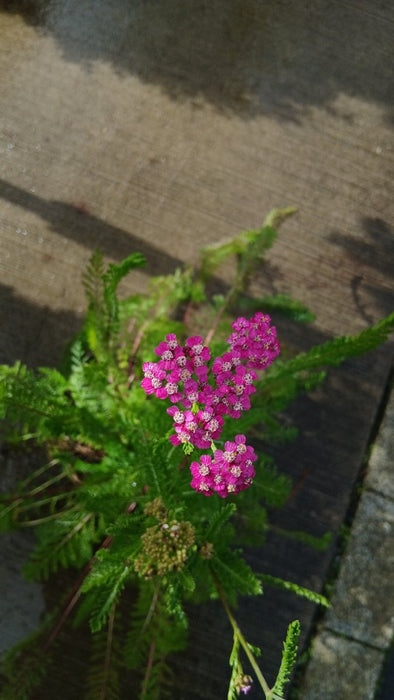 Achillea 'Cerise Queen'