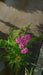 Achillea 'Cerise Queen'