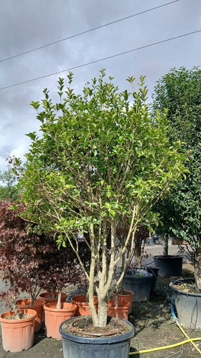 Osmanthus Aquifolium 