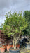 Osmanthus Aquifolium 
