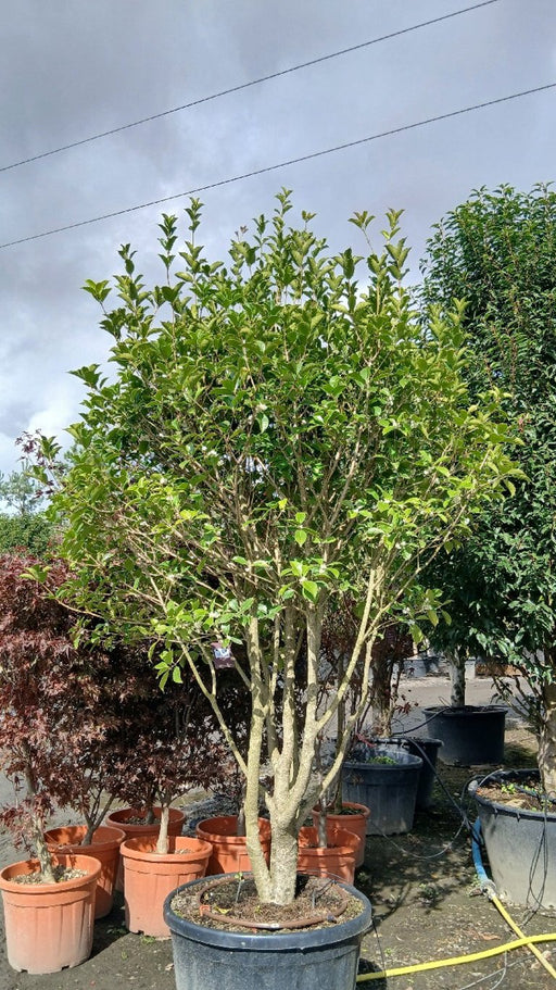 Osmanthus Aquifolium 