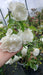 Rosa 'White Meidilland'