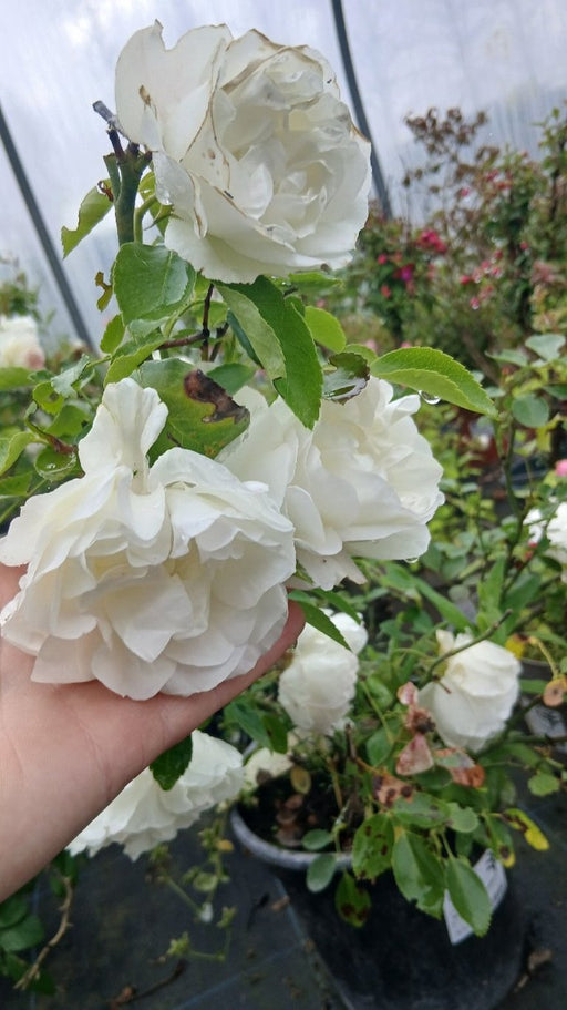 Rosa 'White Meidilland'