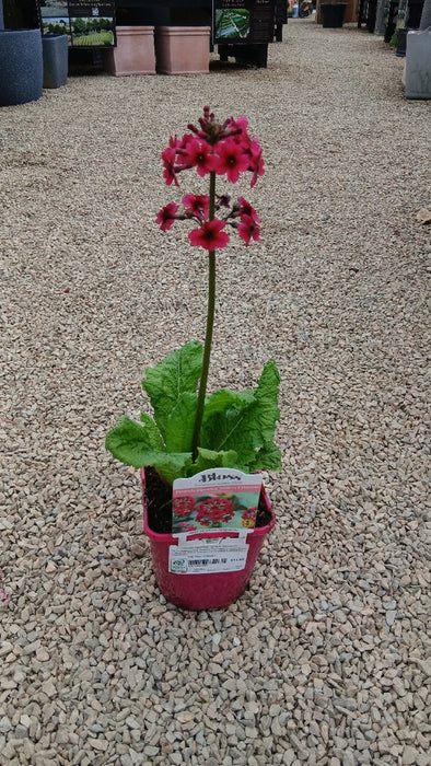 Primula japonica 'Miller's Crimson'