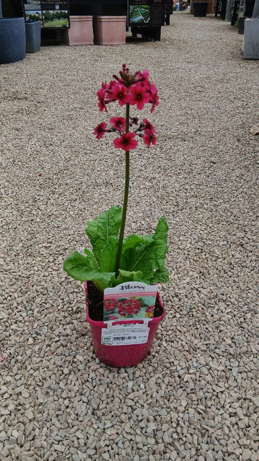 Primula japonica 'Miller's Crimson'