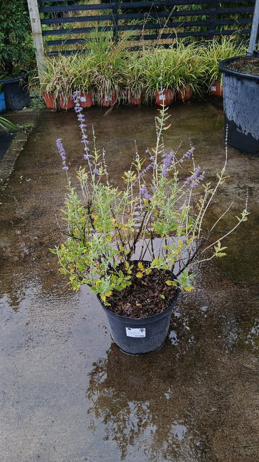 Perovskia 'Blue Spire' (Russian Sage)