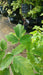 Acer griseum (Paperbark Maple)