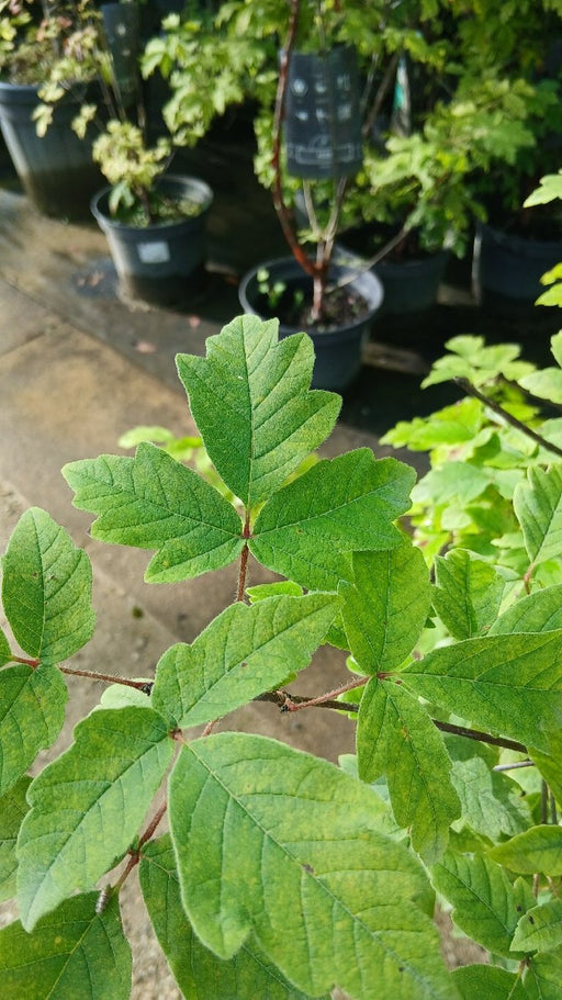 Acer griseum (Paperbark Maple)
