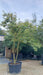 Amelanchier lamarckii (Snowy Mespilus)