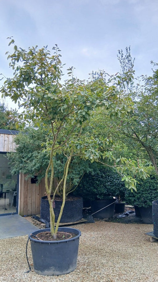 Amelanchier lamarckii (Snowy Mespilus)
