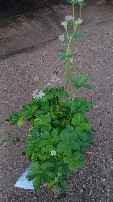Astrantia major 'Florence' (Masterwort)