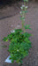Astrantia major 'Florence' (Masterwort)