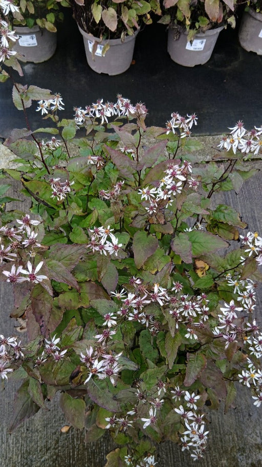 Aster divaricatus
