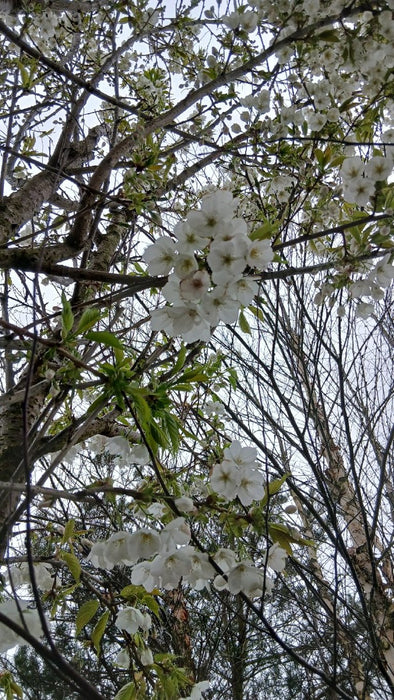 Prunus serrulata 'Shirotae' (Flowering Cherry)
