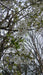 Prunus serrulata 'Shirotae' (Flowering Cherry)