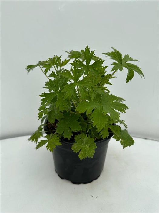 Delphinium (P) 'Black Knight'