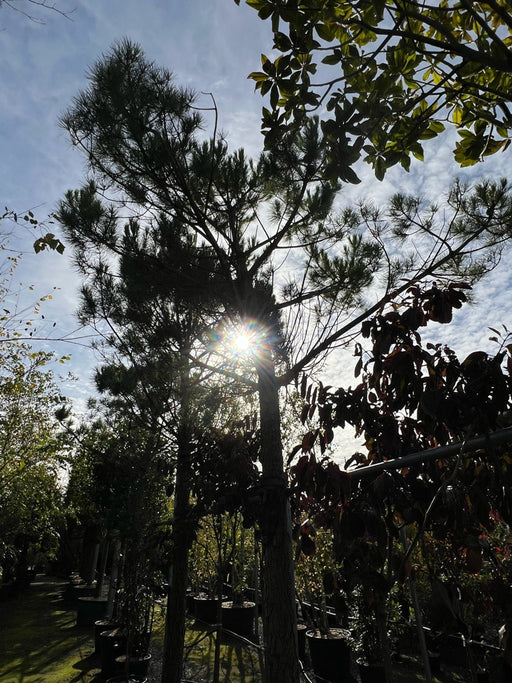Pinus pinea