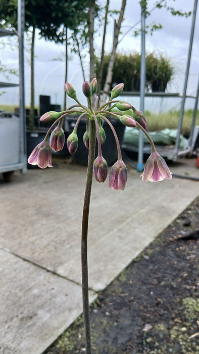 Allium nectaroscordum siculum