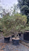 Phillyrea angustifolia
