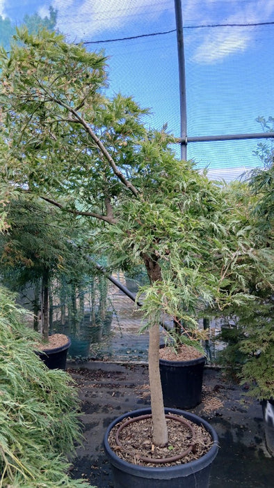 Acer pal. 'Dissectum Viridis'