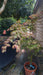Acer palmatum 'Osakazuki'