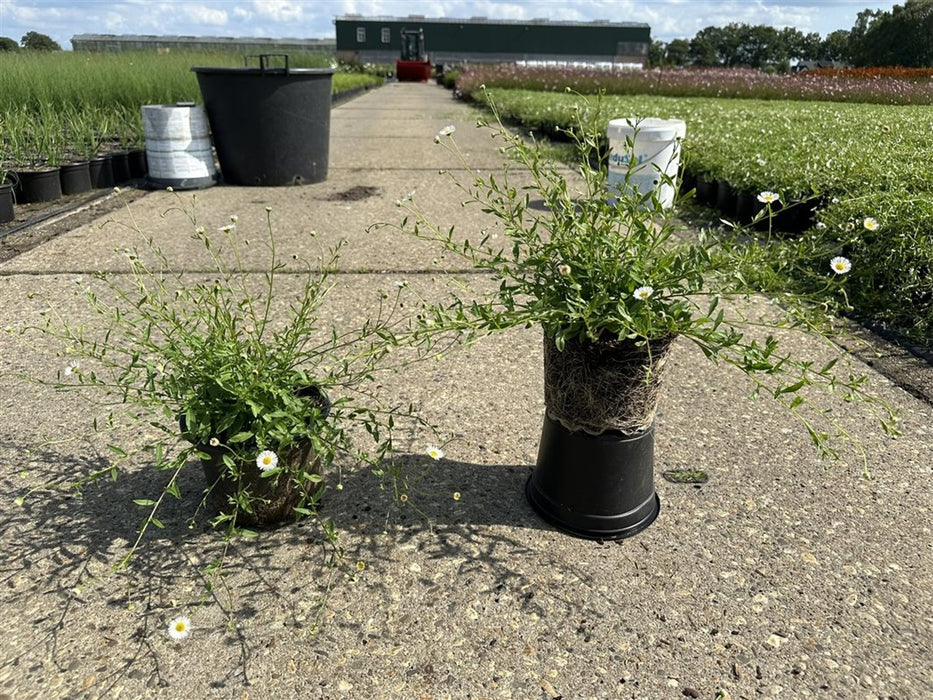 Erigeron karvinskianus