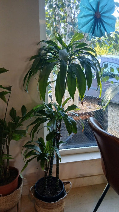 Dracaena fragrans 'Janet Craig'
