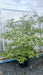 Parrotia persica (Persian Ironwood)