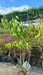 Syringa vulgaris 'Mme Lemoine' (Lilac)