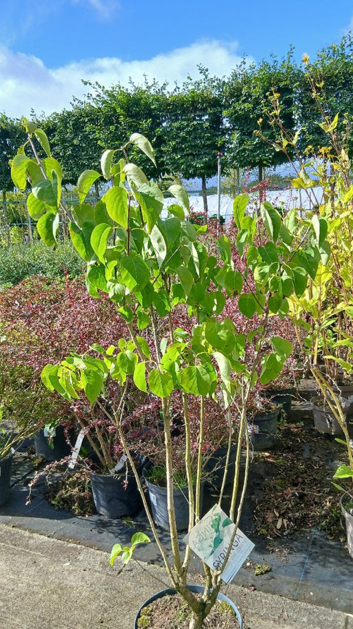 Syringa vulgaris 'Mme Lemoine' (Lilac)
