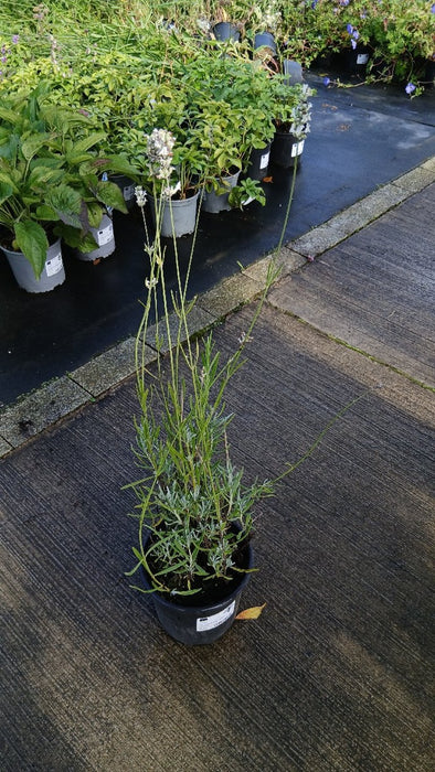 Lavandula angustifolia 'Alba' (White Lavender)