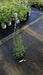 Lavandula angustifolia 'Alba' (White Lavender)