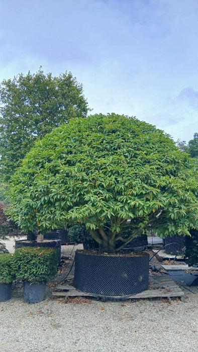 Prunus lusitanica (Portugal Laurel)