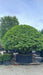 Prunus lusitanica (Portugal Laurel)