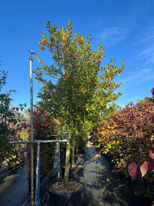 Ilex 'Nellie R. Stevens'