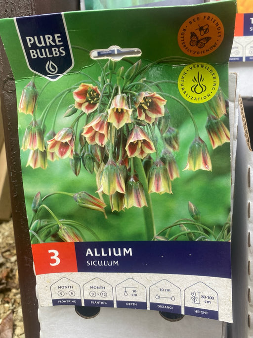 Allium siculum (Sicilian Honey Garlic)
