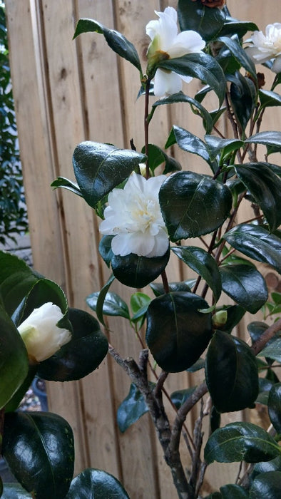 Camellia japonica 'Silver Chalice'