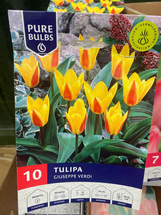 Tulipa 'Giuseppe Verdi'