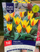 Tulipa 'Giuseppe Verdi'