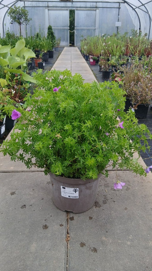 Geranium sanguineum