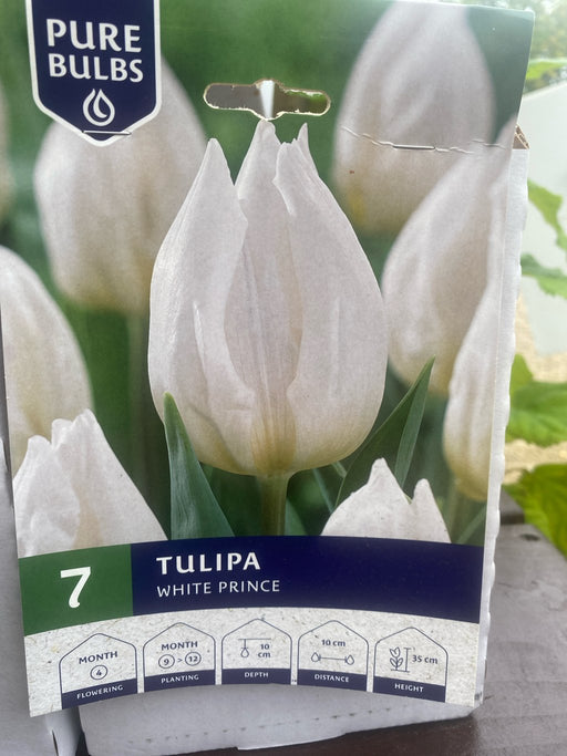 Tulipa 'White Prince'