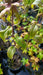 Monarda bradburiana (Bee Balm)