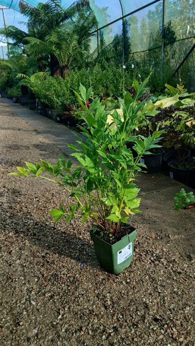 Levisticum officinale (Lovage)