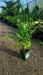 Levisticum officinale (Lovage)