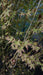 Acer palmatum (Japanese Maple)