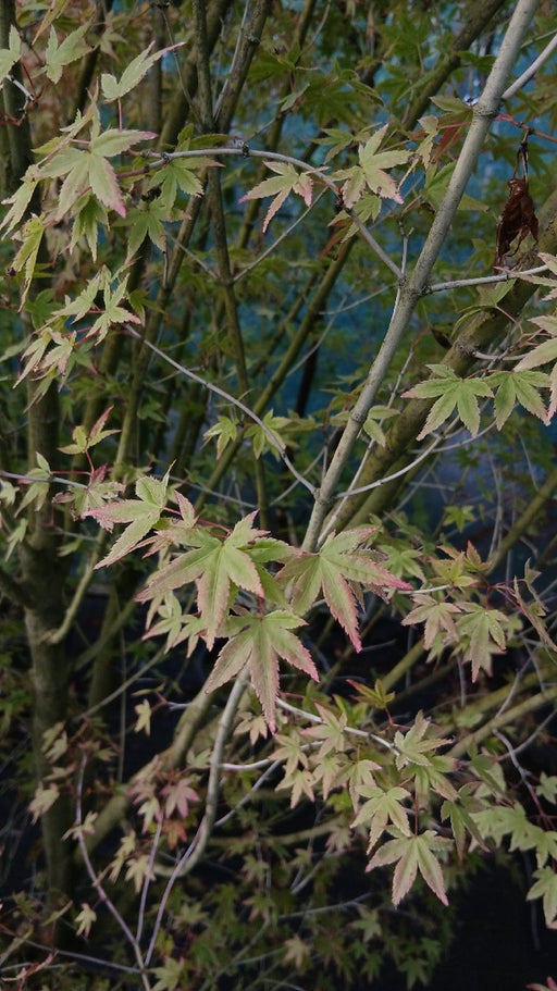 Acer palmatum (Japanese Maple)