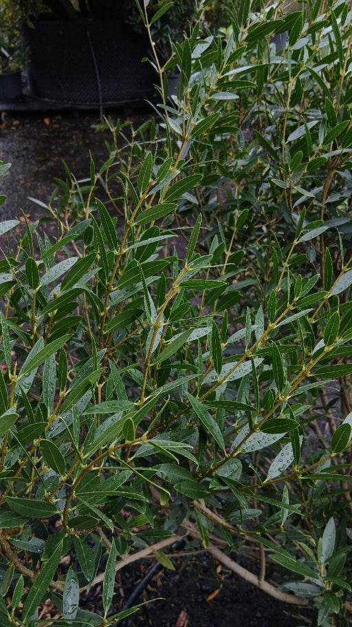 Phillyrea angustifolia
