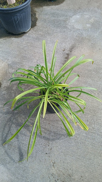 Agapanthus 'Polar Ice'